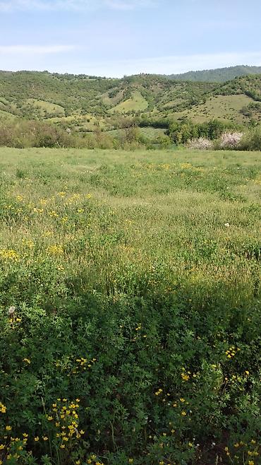 quba rayonu: 26 sot Biznes üçün, İşıq, Su — 2
