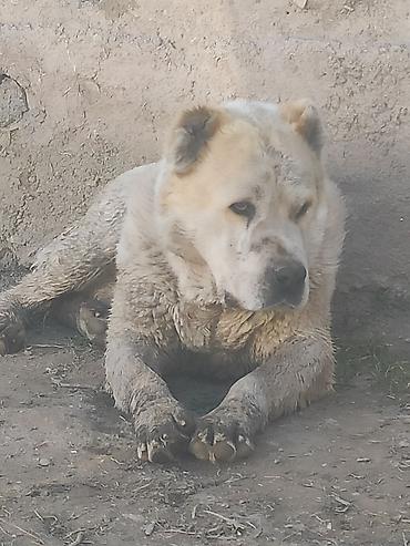 британская кошка бишкек: Алабай, 1 год, Самка — 3