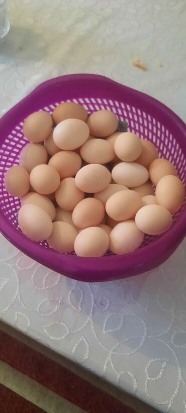 hinduşka yumurtası satışı: Ünvandan götürmə