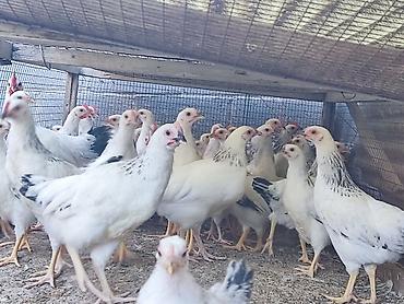 вязка коты: Продаю | Куры | Для разведения — 1