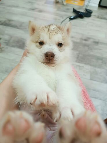 Продажа собак: Племенные щенки хаски с родословной — Kyrgyz Kennel Club. Дата — 3