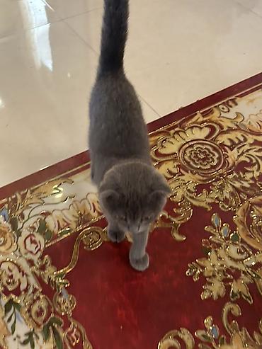 Pişiklər: Şotland yastı qulaq — 8