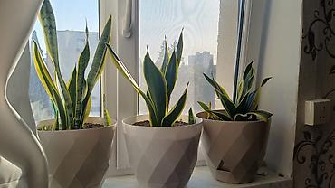 Sansevieria (Qaynanadili) dekorativ otaq bitkisi – 3 ədəd - Növ