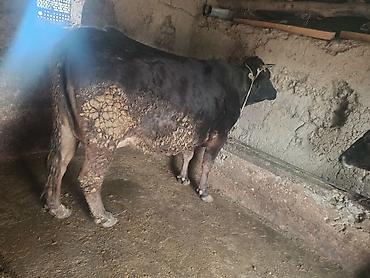 Коровы, быки: Продаю | Корова (самка) | На откорм | Привязанные — 3