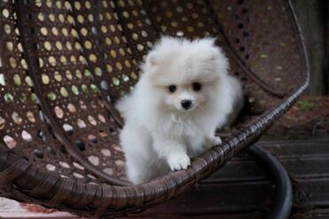 We have very healthy Pomeranian puppies available for adoption. The