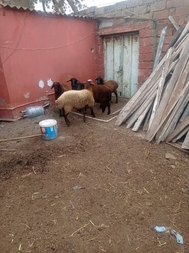 Qoyunlar, qoçlar: Erkək, Qala, il: 1, Damazlıq, Ətlik, Ünvandan götürmə — 10