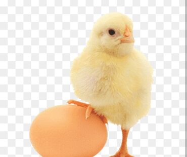 linqorin toyuqlar: Lohman toyuqlarının mayalı yumurtaları 1.70