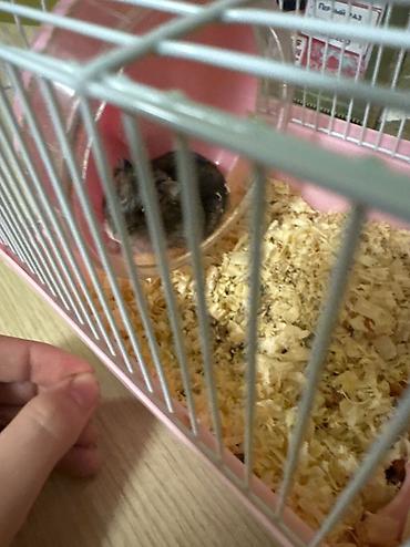 Gəmiricilər: Erkək Cungar hamsterim var Satılmır❌❌yalnız cütdəşdirmək üçün Dişi — 1