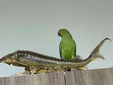 Tutuquşları: Ojerelya Arjelya Ajarelya Ojeralya Tutuquşu Yaşıl Pakıstan Tutuquşu — 7