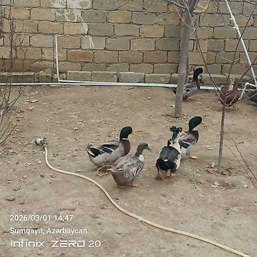 Ördəklər: Hamsi satılır çoxu yumurtduyur — 7