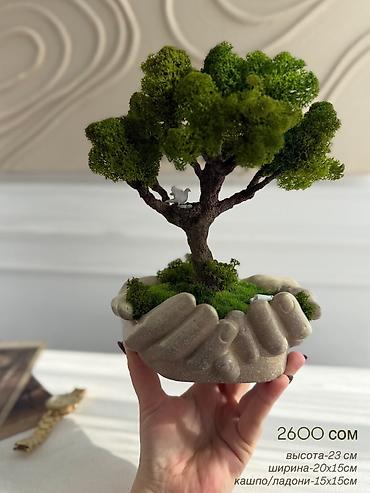 Декоративные цветы: Бонсай ручной работы из натурального стабилизированного мха от 1500 — 1