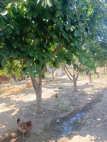 yeni masazır: 2 sot, Tikinti, Mülkiyyətçi, Kupça (Çıxarış) — 1