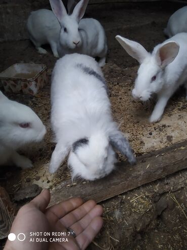 Dovşanlar: Ağ rəngli ev dovşanları – bir neçə fərqli fərd - Rəng: tam ağ — 4