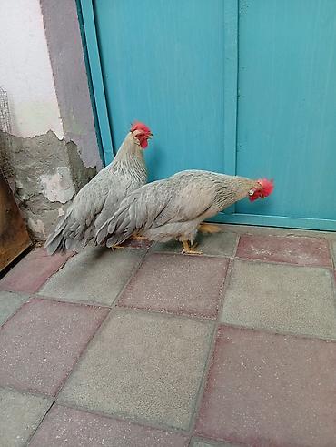ligorin: Toyuq, Damazlıq, Ünvandan götürmə — 3