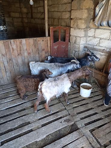 bala keci: 3 ana keci 2 si ekiz balali 1 i tek bala ile 1 eded de cepisdi. Unvan — 8