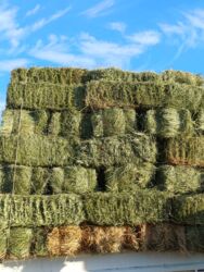 продажа собак чихуахуа: Тюки люцерна тяжёлые большие с доставкой