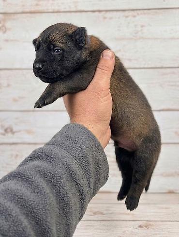 шотландская вислоухая кошка цена бишкек: Бельгийская овчарка, 1 месяц, Самец, С прививкой, С родословной — 5