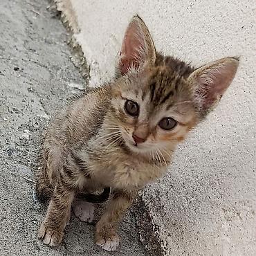 ən ucuz pişiklər: Benqal, Dişi, Yaxşı əllərə, Ünvandan götürmə — 3