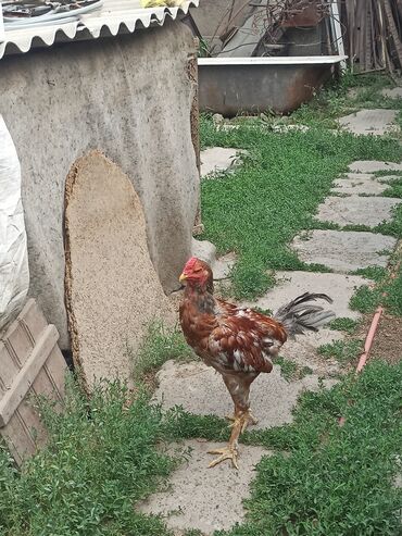 продажа каров: Продаю петрушка