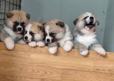 Psi: Stenci Akita Inu (Japanska Akita)ostenjeni 25.08.25. vakcinisani — 4