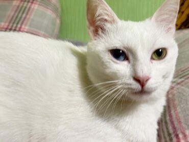 белая персидская кошка: Кошка даром: Беспородная, 1 год, Девочка, Кастрирована, Приучена к лотку, Проглистована
