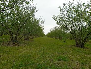 Torpaq: Senetle 2hektar 40 sotu bele obsi bağ 3 hektara yaxindi suyu daimidi