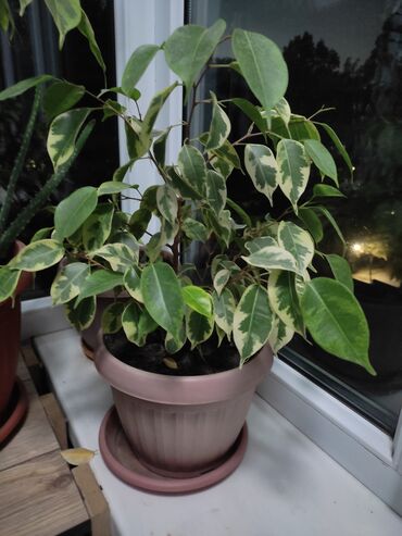 фикус с белыми листьями: Фикус бенжамина молодой. Есть 3 шт. молодоеухоженное растение