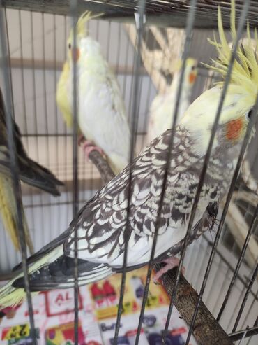 Tutuquşları: Qəfəs quslar — 17