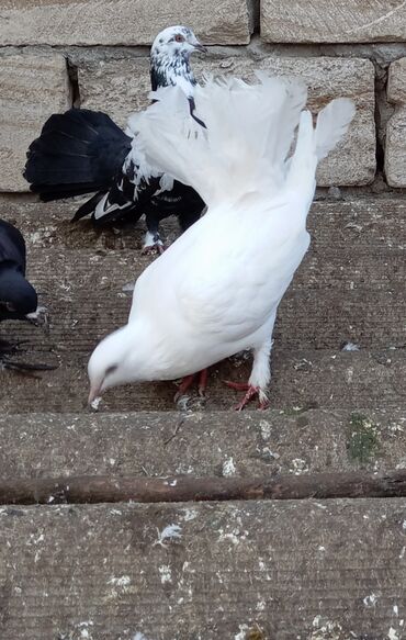 Göyərçinlər: Məhsul: Bəzək üçün fiqurlu göyərçinlər - Növ: Quyruğu geniş, yelpik — 5