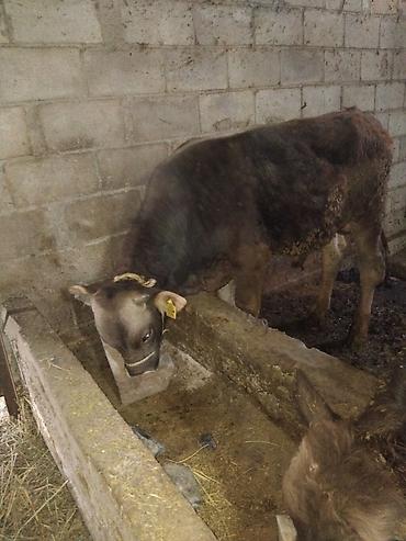 Коровы, быки: Продаю | Бык (самец) | Полукровка | На откорм — 9