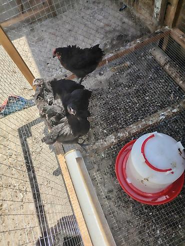 ayam cemani: Toyuq cücələri, Damazlıq — 3
