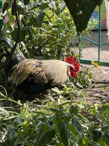 шамо петух: Короз сатылат. Продаю петухов. Уйдо колдо багылган. Таза, эттуу. Баасы