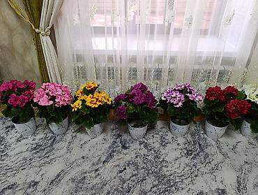 Декоративные цветы: Горшечные примулы (Primula) — декоративные комнатные растения с — 2