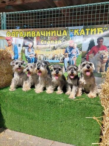 Psi: Patuljasti Snaucer biber so Stenci patuljastog snaucera traze nove — 2