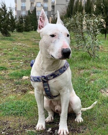 pitbull qiymetleri: Bulteryer, 7 il, Erkek, Cütləşmə üçün, Ünvandan götürmə