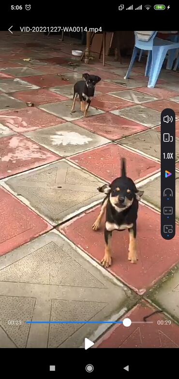 İtlər: 2 ay, Erkek, Peyvəndli, Pulsuz çatdırılma, Ödənişli çatdırılma, Rayonlara çatdırılma — 9