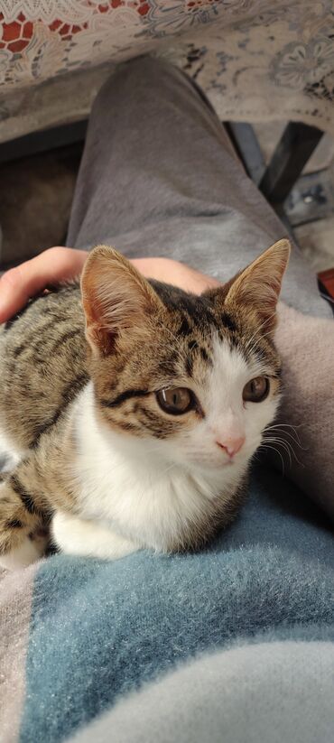 Pişiklər: Tabbi, Dişi, Yaxşı əllərə, Pulsuz çatdırılma — 27