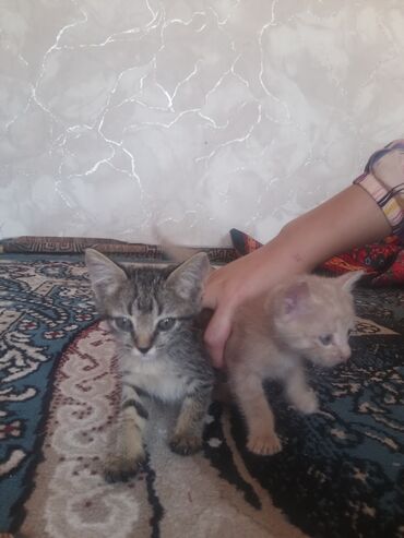 каракол кошка: Абиссинская, 2 месяца, Девочка, Приучена к лотку