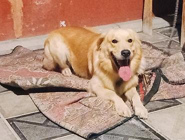 it balari: Retriever, 1 il, Erkək, Sənədli — 3