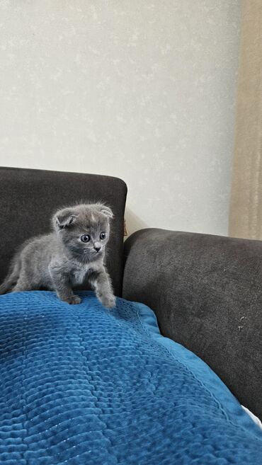 скоттиш страйт шотландская прямоухая кошка: Скотиш Фолд (Шотландиялык шалпаң кулак), 1 айлык, Эркек, Боз