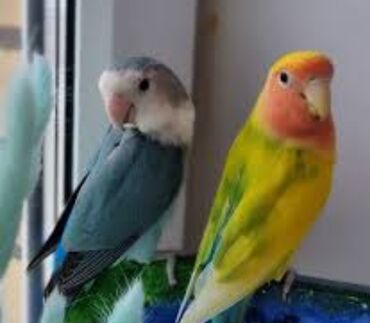 Птицы: Массковые неразлучники (Agapornis): декоративные попугаи малых — 5