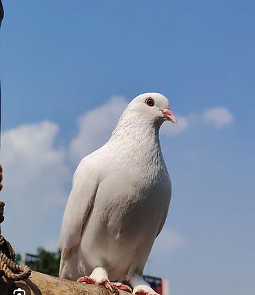 охотничи собаки: Голуби голубей птицы — 3