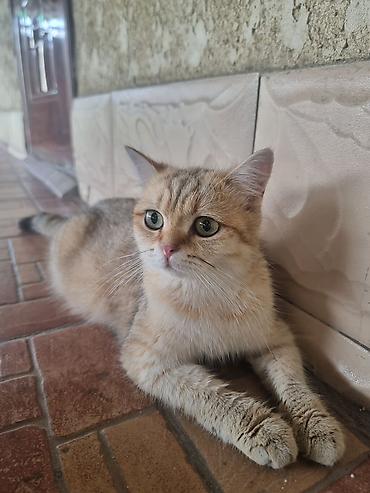 кошк: Скотиш Страйт (Шотландиялык тик кулактуу), 2 айлык, Эркек, Алтын шиншилла — 10