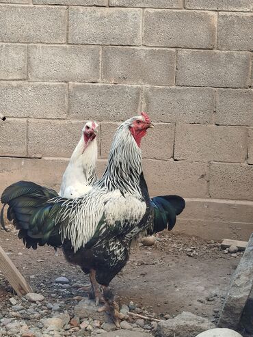 продам домик для кошки: Сатам | Тооктор | Көбөйтүү үчүн