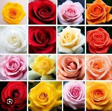 Другие фруктовые и ягодные растения: Плодово-ягодный питомник — саженцы всех видов. Большой выбор — 11