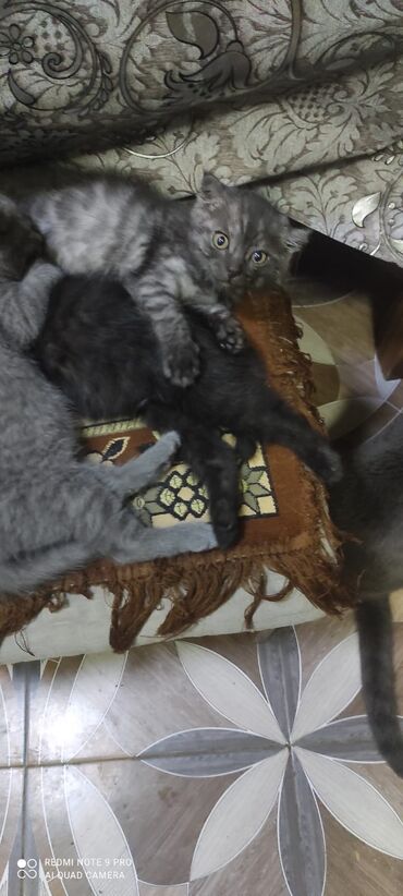 Pişiklər: Şotland, Erkək, Dişi — 8