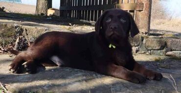 Životinje: Izuzetna cokoladna štenad Labrador retrivera oštenjena 26. novembra