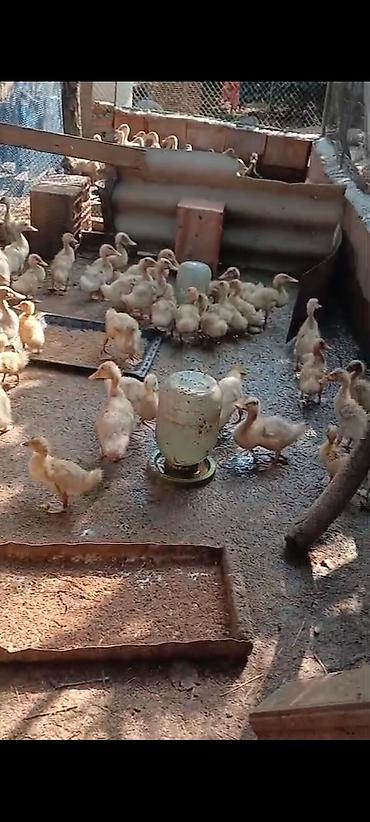 ördək balası və cücə: Pekin ördəy balaları satılır istəyən əlaqə saxlasın unvan Lənkəran — 4