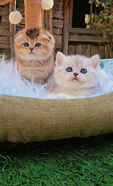 продам вислоухих котят: Шотландские чистопородные котята. Скоттиш фолд и страйт. Ласковые — 5