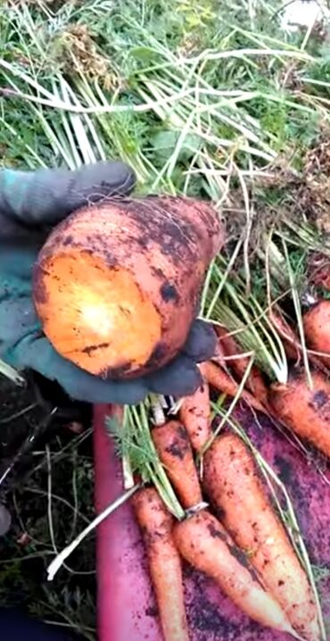 домик для животных: Марков савиз свежий сочный вкусный для скота в мешках в любом